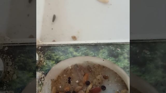 Муравьи_жнецы.mp4 смотреть онлайн