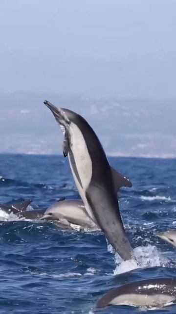 Прыжок Дельфина смотреть онлайн
