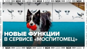 Рекомендации для владельцев кошек и собак появились в сервисе "Моспитомец" - Москва 24