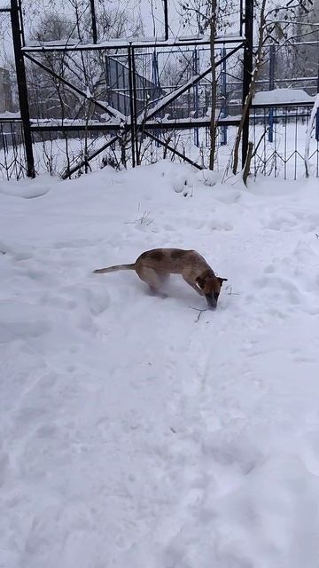 Облегчение после ветеринара