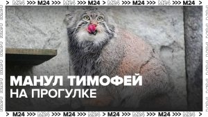 Манул Тимофей из Московского зоопарка вышел на прогулку по уличному вольеру