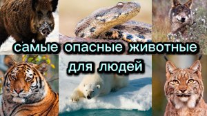 10 самых опасных животных и насекомых.