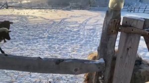 УКРАЛИ ТИШКУ! ДЕРЕВЕНСКАЯ ЖИЗНЬ, ПОЛНА СЮРПРИЗОВ.