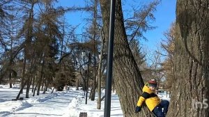 Старые деревья в горсаду Моршанска