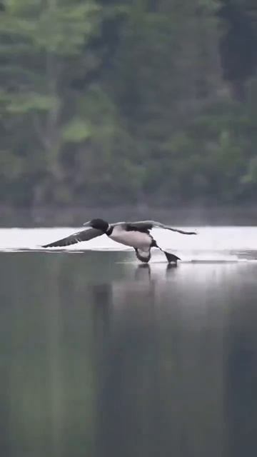 Гагара смотреть онлайн