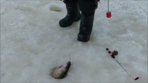 Ловим форель на актив. Клёвое место, Лосиный остров, спорт-зона.