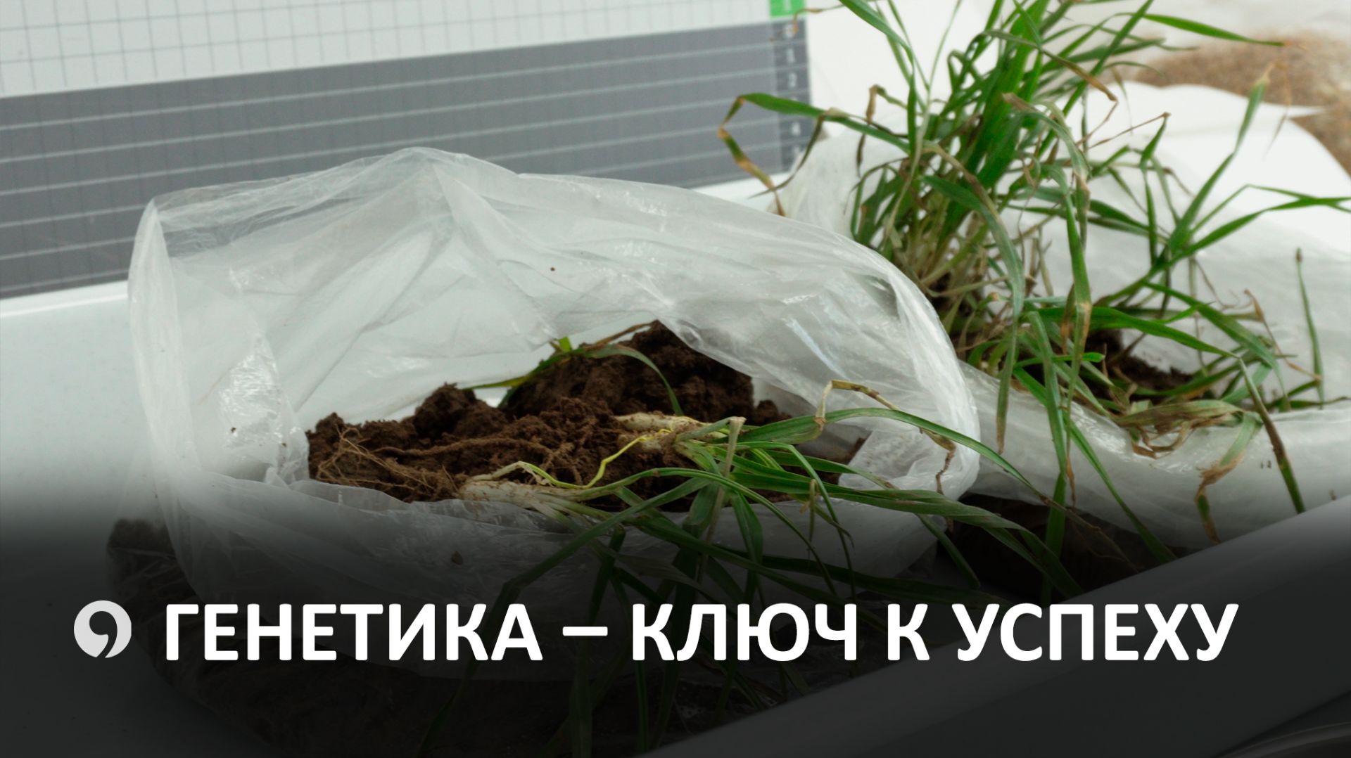 Как разработки в сфере аграрной генетики служат фермерам на Ставрополье смотреть онлайн