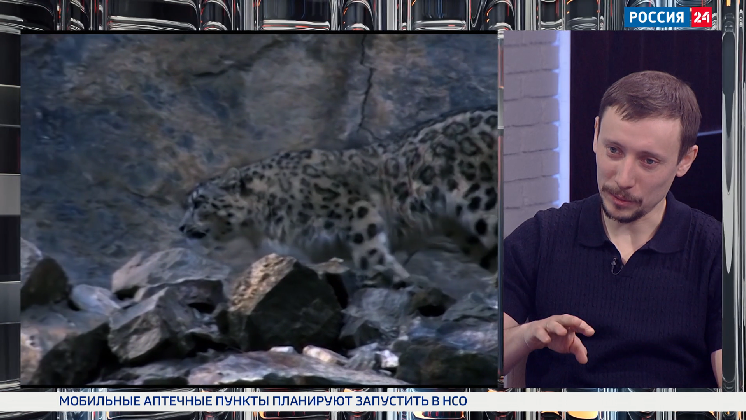 Новосибирские волонтёры ищут следы снежного барса на Алтае смотреть онлайн