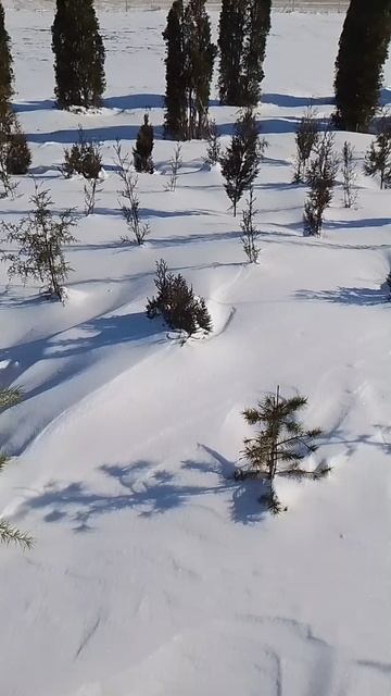 Осмотр растений 20.01.26