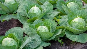 Спасаем капусту от гусениц за 5 минут! Простое средство, которое есть у всех