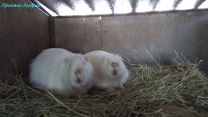 Нутрия замерзает