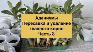 Удаление главного корня и пересадка адениумов. Часть 3. 20 января 2026 г.