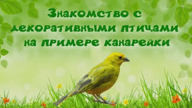 Канарейка. Пение канарейки. Знакомство с декоративными птицами на примере канарейки. смотреть онлайн