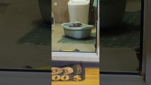 Снежок принимает ванну