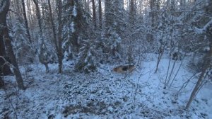 РГ Побудка (Стрелка) (3 года 8 месяцев) ВПКОС 7132/24. Охота на зайца беляка. День промахов