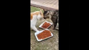 Видео от МЯУтаверс – как метавселенная, но с котами