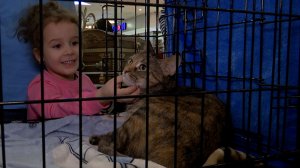 Выставка-пристройство четвероногих друзей