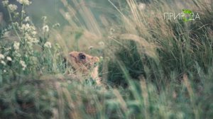 Степной сурок_1