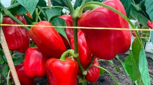 ТОП 5 СОРТОВ ПЕРЦА для нового 2026 сезона!