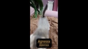 Котята питомника кошек  GOLD PRIDE