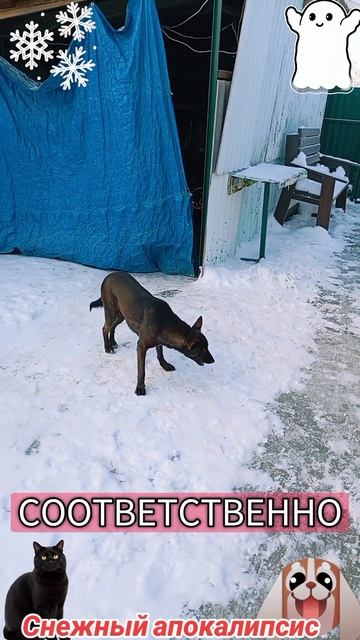 Снежный апокалипсис🐶 🐱😅 смотреть онлайн