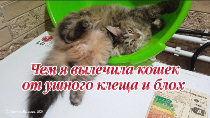 Чем я вылечила своих трёх кошек от ушного клеща и блох смотреть онлайн