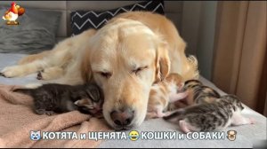 Котята и щенята 🐈🐶 Кошки и собаки 🤗 Милое видео про животных (69)