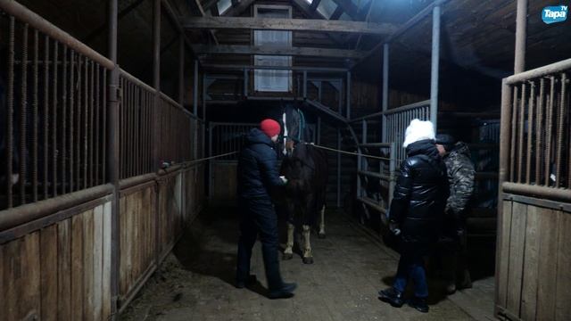 Как лошади спасают от стресса (20.01.2026) смотреть онлайн