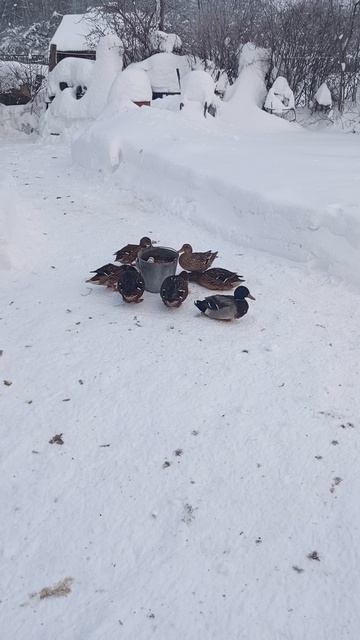 Пошли на водопой Пошли на водопой
