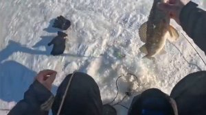 СУДАКИ СЪЕЛИ ВСЕ ВИБЫ. Судак на виб. Рыбалка 2026.