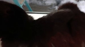 Хитрый Бебик