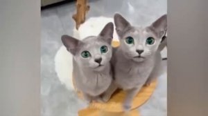 Животные приколы и не только😅