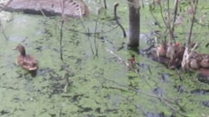 Лето. Утка с утятами. Тёмка. Гром с шумом от строительства. Две псины.