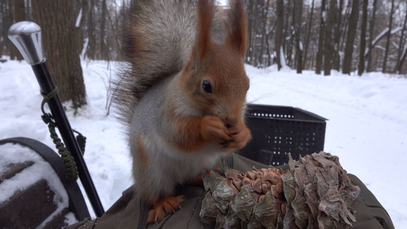 Голодная знакомая белка смотреть онлайн