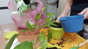 ХОЙЯ. РАССАЖИВАЮ ЧЕРЕНКИ ХОЙИ.