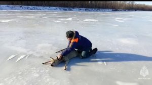 🦌Косулю спасли с заледеневшей реки под Саратовом