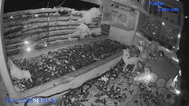 🔴 24 LIVE Главная Кормушка смотреть онлайн