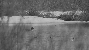 Трейлер "Незакатное солнце Улуро Адо"