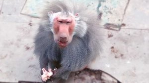 Унесенные ветром! Гамадрилов едва не сдувает в помостов! Дом2 бежал к нам к криками! Изю все гоняют!