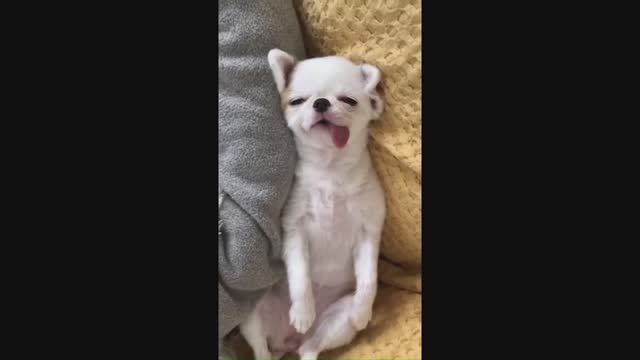 #смешныевидео -733 смотреть онлайн