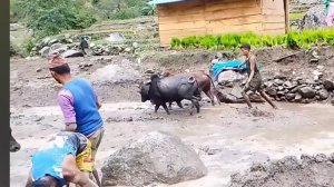 13серия/Жизнь в горной деревне Непала | в непальской бедной, но счастливой семье