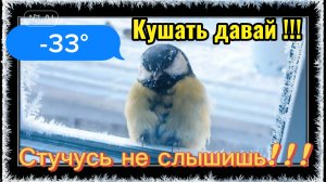 КУШАТЬ ДАЙ!!! СТУЧУСЬ НЕ СЛЫШИШЬ МЕНЯ!!! На улице-33° ощущается на-38°. Вооо как