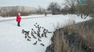 Акция «Серая шейка»: перепись птиц, зимующих в городе