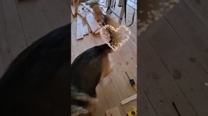 1000046566.mp4 (Собака наблюдает за устройством лестницы на 2 этаж в доме А-фрейм)