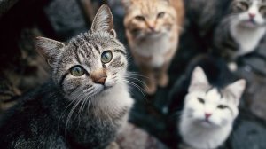 Житель Турции приютил десятки уличных кошек из-за морозов