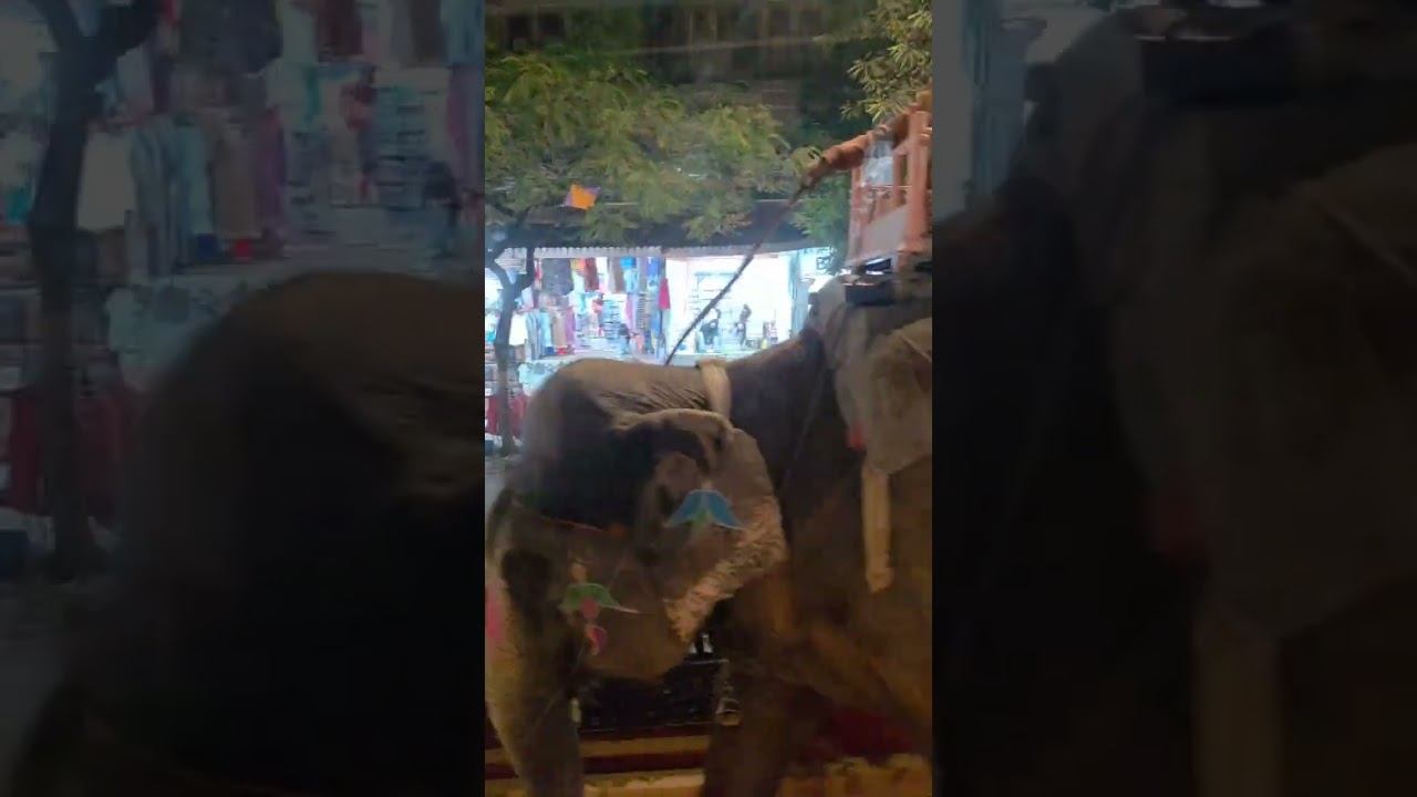 Слона по улицам водили...в Джайпуре, Раджастан, Индия. МНШУ смотреть онлайн