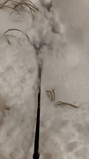 Снежный крот