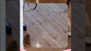 1000046618.mp4 (Собака наблюдает за устройством лестницы на 2 этаж в доме А-фрейм)