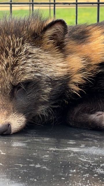 Релакс енотовидной собаки! релакс енотовиднаясобака тануки лесныеживотные медитация шортс лес