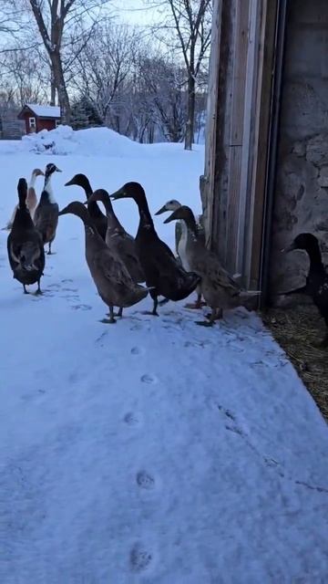 Коротко о погоде.... #мороз #холодно #холода #снег #снегопад #гуси #погода #птицы смотреть онлайн